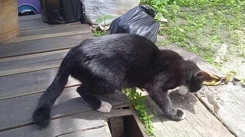 Black cat Stock Footage 308492822