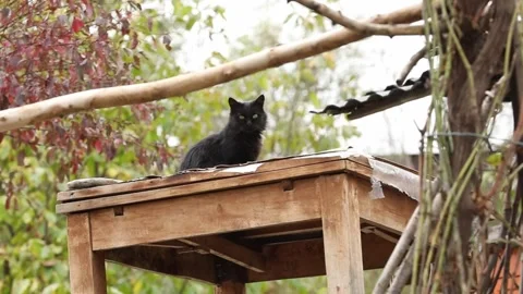 A black cat Stock Footage 327025040