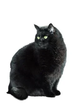 Black cat in front of a white background Stock Photos