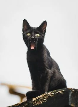 Black Cat With Funny Face While Yawning Stock Photos