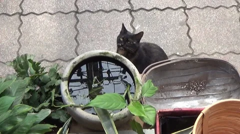 Black cat in the garden Stock Footage 44270502