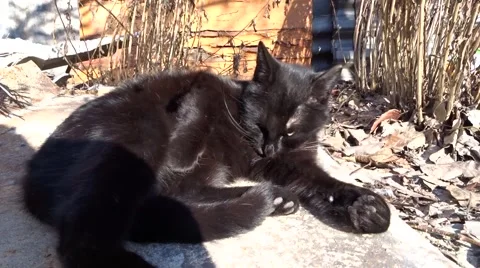Black cat in a garden Stock Footage 47196998