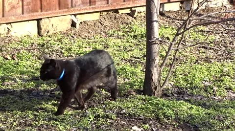 Black cat in a garden Stock Footage 47199365