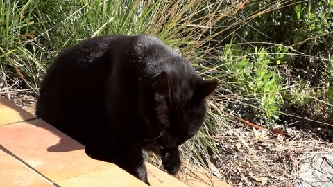 Black cat in a garden Stock Footage 86029154
