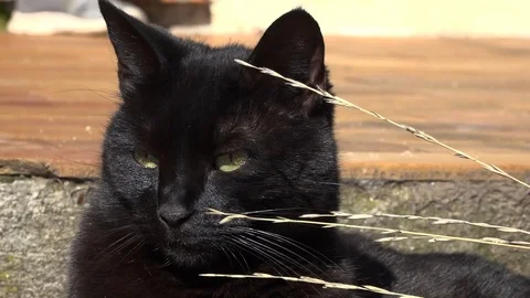 Black cat in a garden Stock Footage 86029386