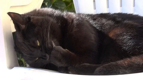 Black cat in a garden Stock Footage 86029433