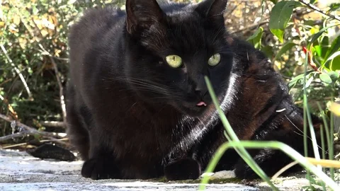 Black cat in a garden Stock Footage 86029464