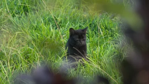 Black Cat in garden Stock Footage 317885061