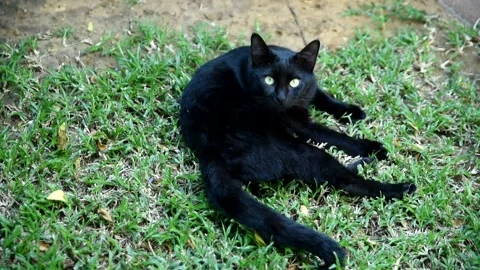 Black cat in the gardern Stock Footage 219379459