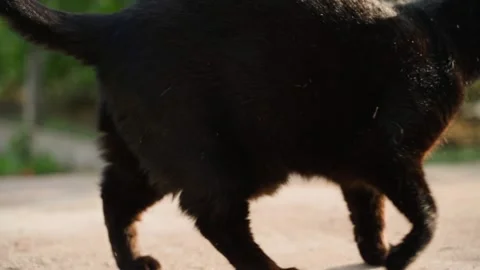 The black cat gets up and goes into the sunset close-up. Cat's back frame Stock Footage 233973798