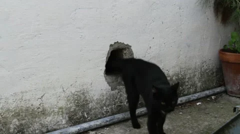 Black cat gets out from a hole in the wall. Stock Footage 8931555