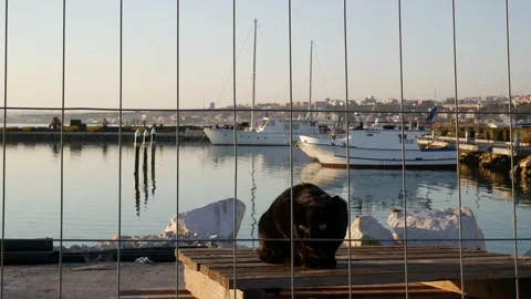 A black cat gets scared and runs away Stock-Footage 149845085