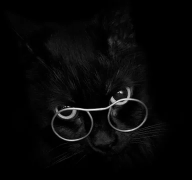 Black cat with glasses Stock Photos