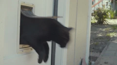 Black Cat Goes Through Pet Door - Close Up Stock Footage 51742685