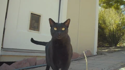 Black Cat Goes Through Pet Door Stock Footage