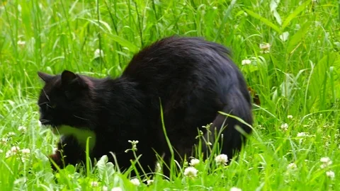 Black cat in the grass 스톡 동영상 78572674