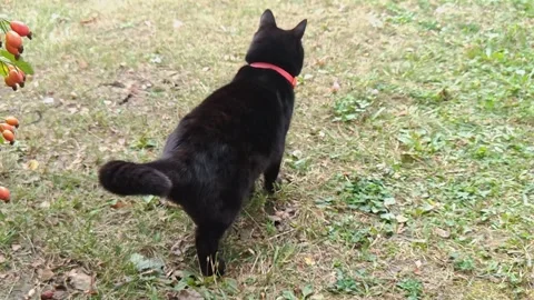 Black cat on the grass Stock Footage 343885281