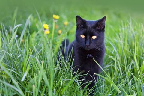 Black cat in the grass Stock Photos