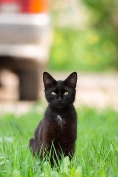 Black cat in grass Stock Photos