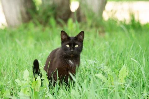 Black cat in grass Stock Photos
