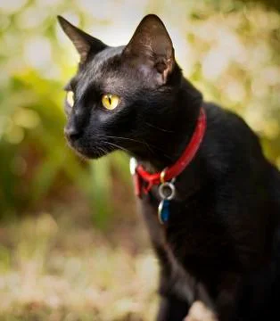 A black cat in the grass Stock Photos
