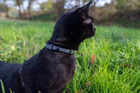 Black cat in the grass Stock Photos