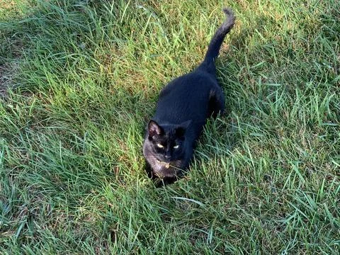 Black cat in the grass Stock Photos