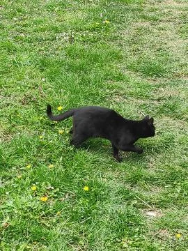 Black Cat on Grass 写真素材