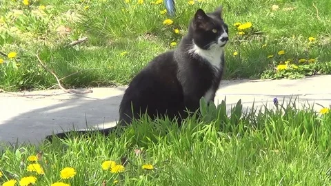Black cat on grass with sunflowers Stock Footage 72044504