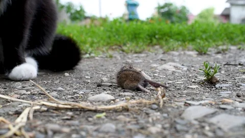 Black cat on the grass , torturing the mouse that caught Video stock 107089373