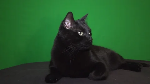The Black Cat On Green Background Stock Footage