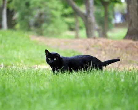 A Black Cat with green eyes Stock Photos