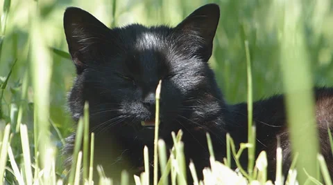 Black Cat.  Green Grass. Video stock 37737020