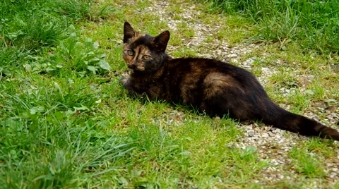 Black cat on green grass Stock Footage 41920763
