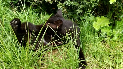 Black cat green grass. Vídeos de archivo 165302281