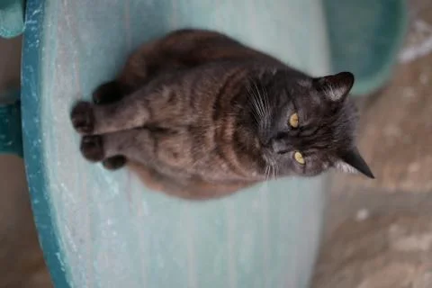 Black cat on the green plastic garden table, portrait of black domestic cat Stock Photos