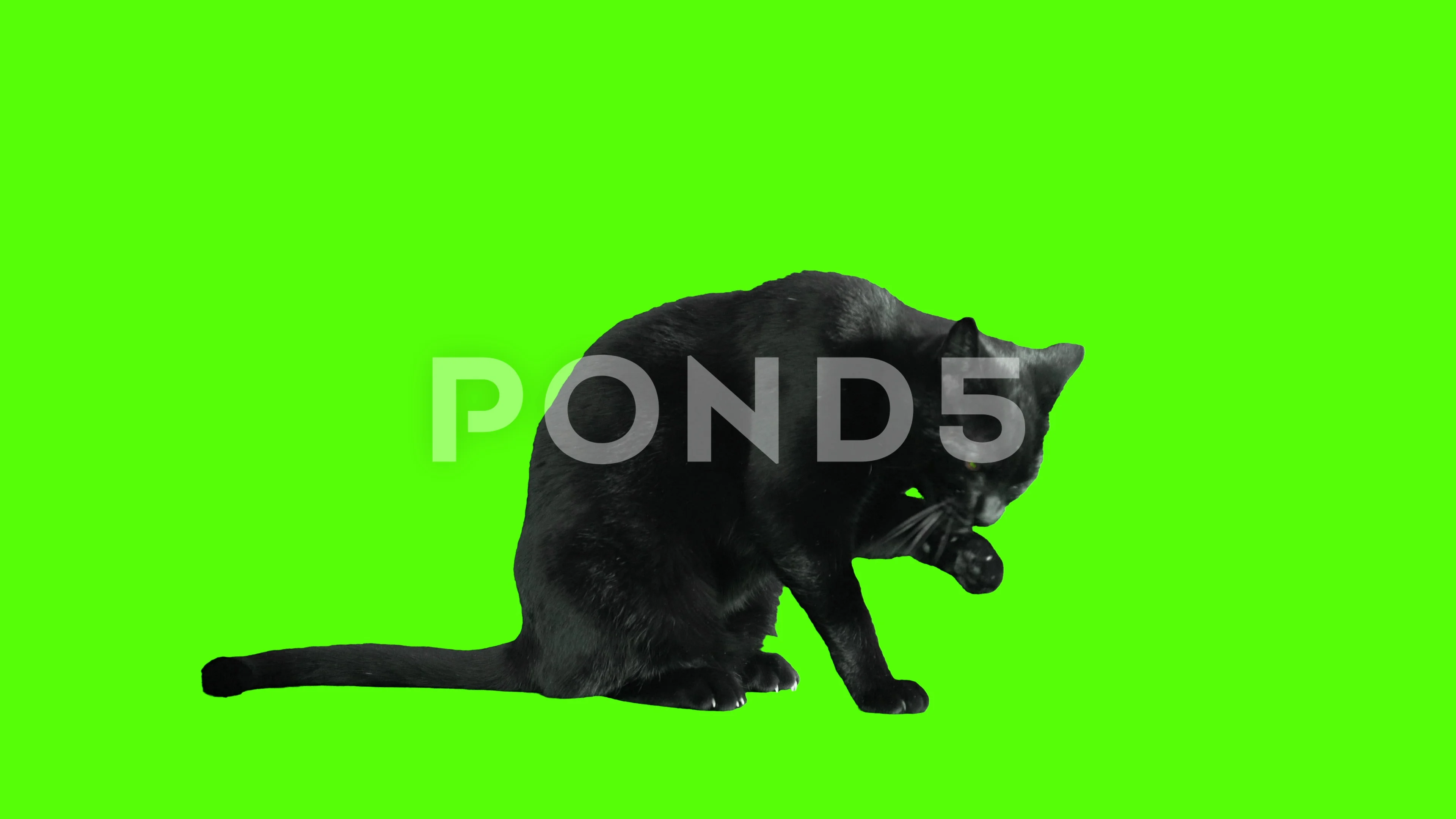 Black cat on green screen licks his fur,... | Stock Video | Pond5