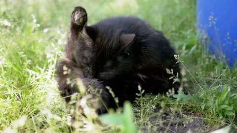 Black Cat Grooming on Grass Stock Footage 293200229
