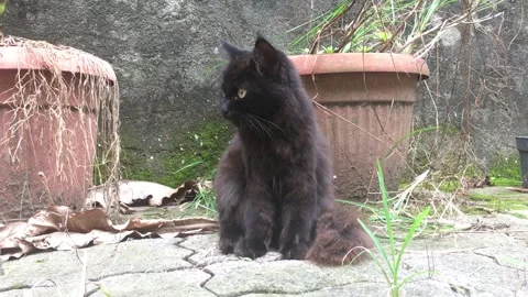 A black cat grooming itself in abandoned place Stock Footage 219213467