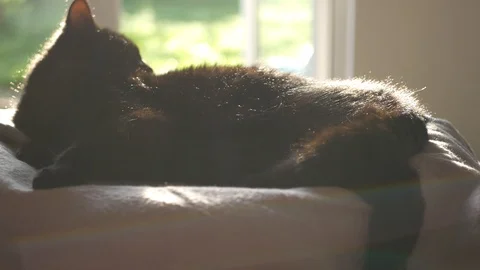 Black cat grooming itself 스톡 동영상 124166118