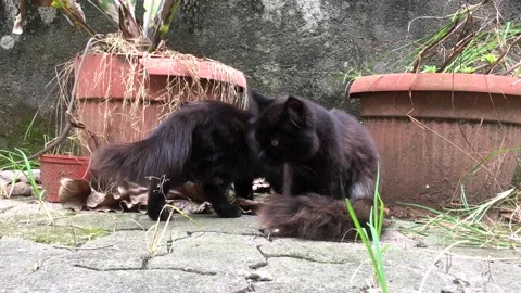 Black Cat is grooming itself Stock Footage 219213456