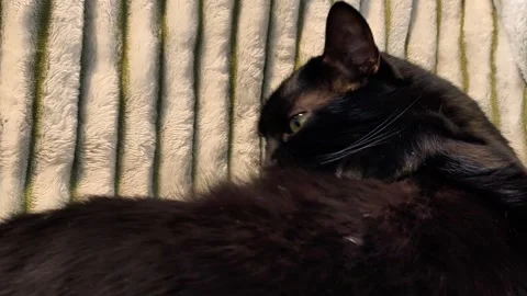 Black cat grooming itself by licking its paw while lying Stock Footage 332407323