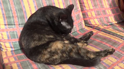 Black cat grooming itself in the sofa Stock Footage 44240979