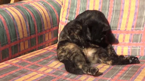 Black cat grooming itself in the sofa Stock Footage 44270049