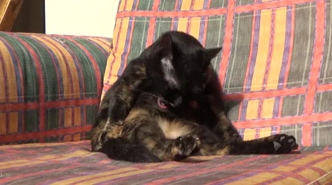 Black cat grooming itself in the sofa Stock Footage 44270314