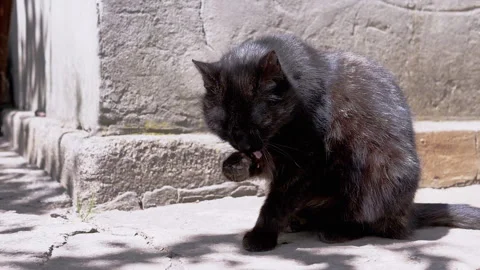 Black Cat Grooming in Sunlight Stock Footage 293198670