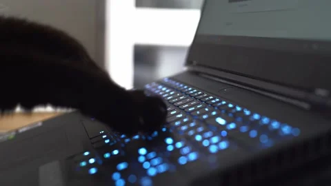 A black cat hacking the hostess computer in broad daylight Stock Footage 167692535