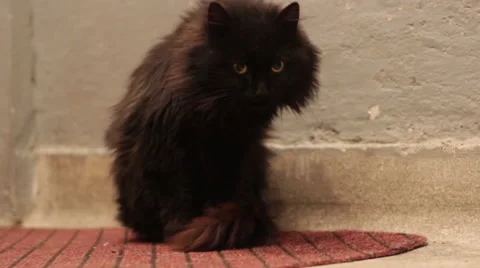 Black cat in the hallway of the building Stock Footage 45281331
