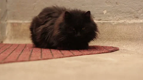 Black cat in the hallway of the building Stock Footage 45282419