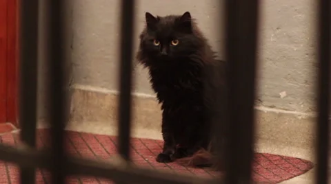 Black cat in the hallway of the building Stock Footage 45282847